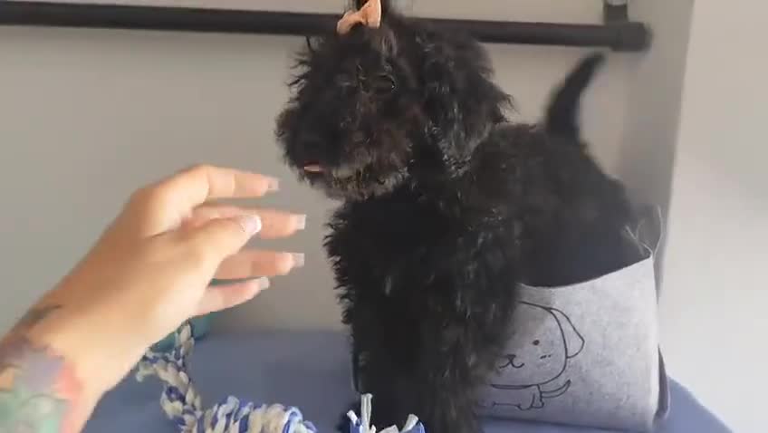 Perro de Agua Español perros en venta: Perro de agua  - Video 4