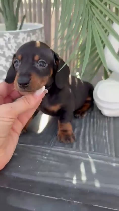 Teckel Miniatura perros en venta: Teckel miniatura  - Video 1