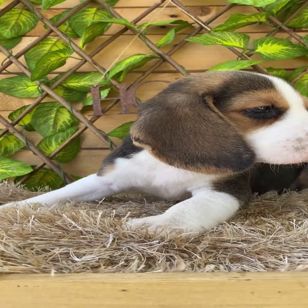 Beagle perros en venta: Camada de Beagle - Video 4