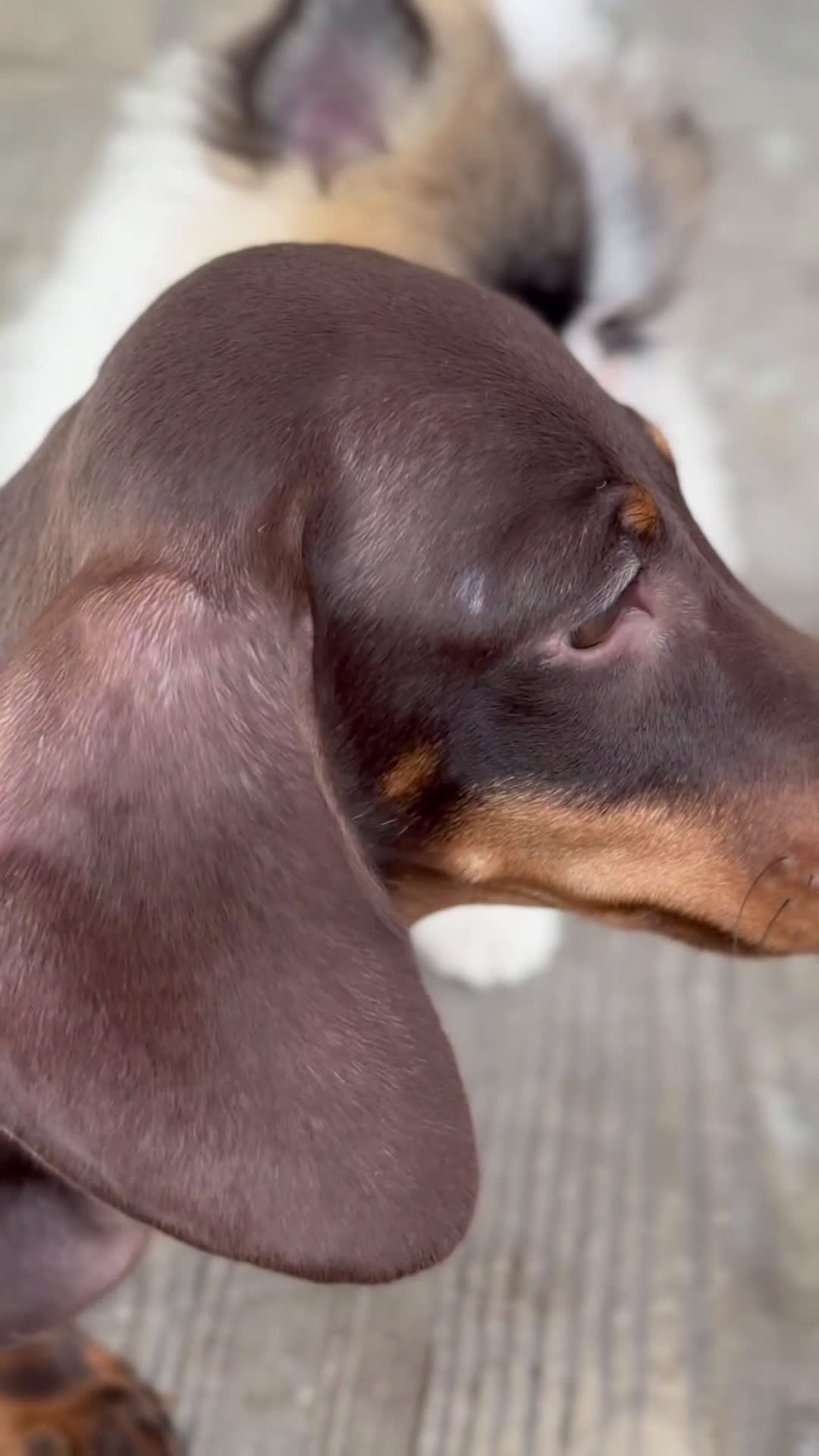 Teckel Miniatura perros en venta: 🐾 Bongo y Cacao – Teckel miniatura 🐾 - Video 1