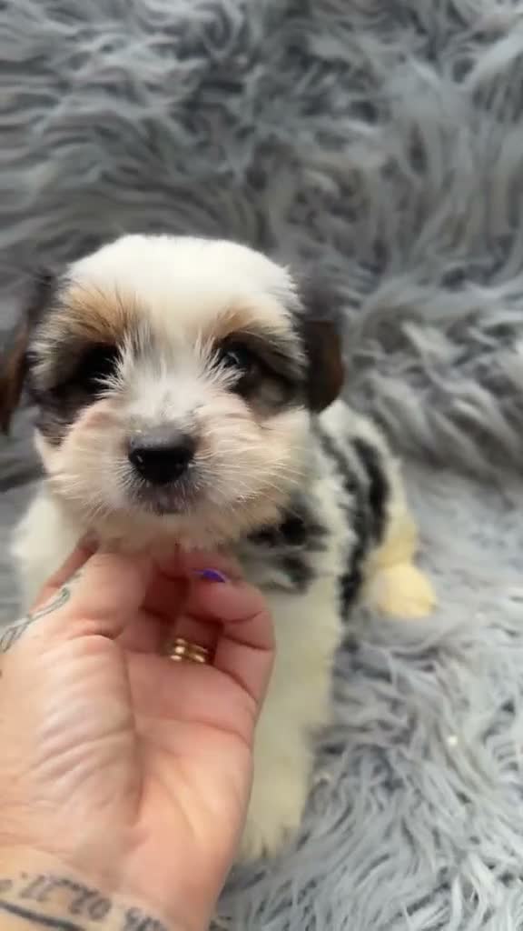 Biewer Yorkshire Terrier a la Pom Pon perros en venta: Biewer macho  - Video 1