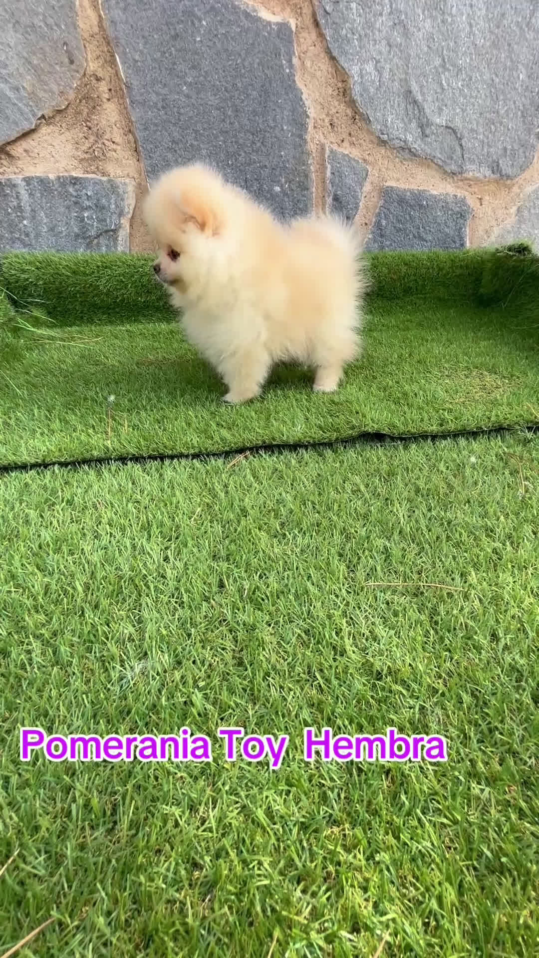 Pomerania perros en venta: Pomerania hembra toy lista para entregar!! - Video 1