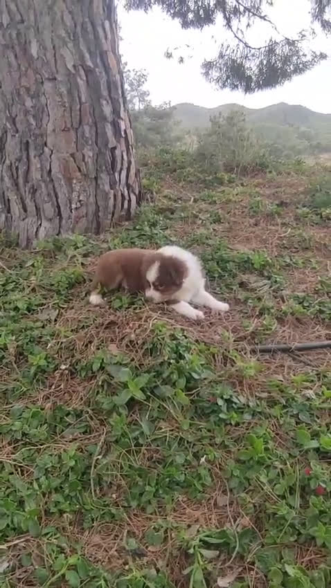 Pastor Australiano perros en venta: CACHORROS PASTOR AUSTRALIANO - Video 1