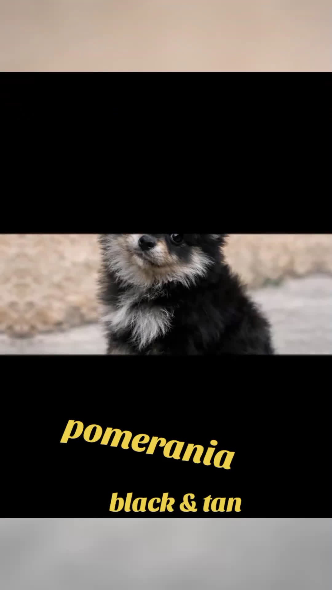 Pomerania perros en venta: Pomerania black  en Valencia - Video 1