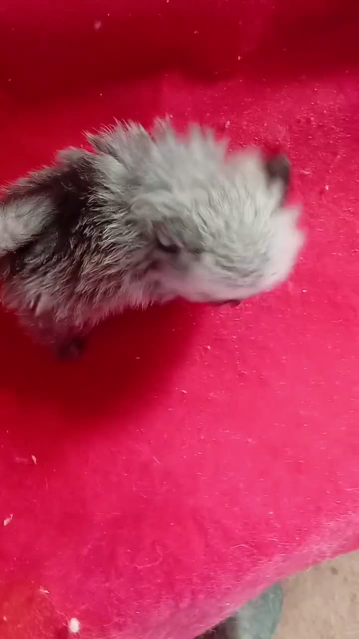Pomerania perros en venta: Pomerania Mini Toy - Video 1