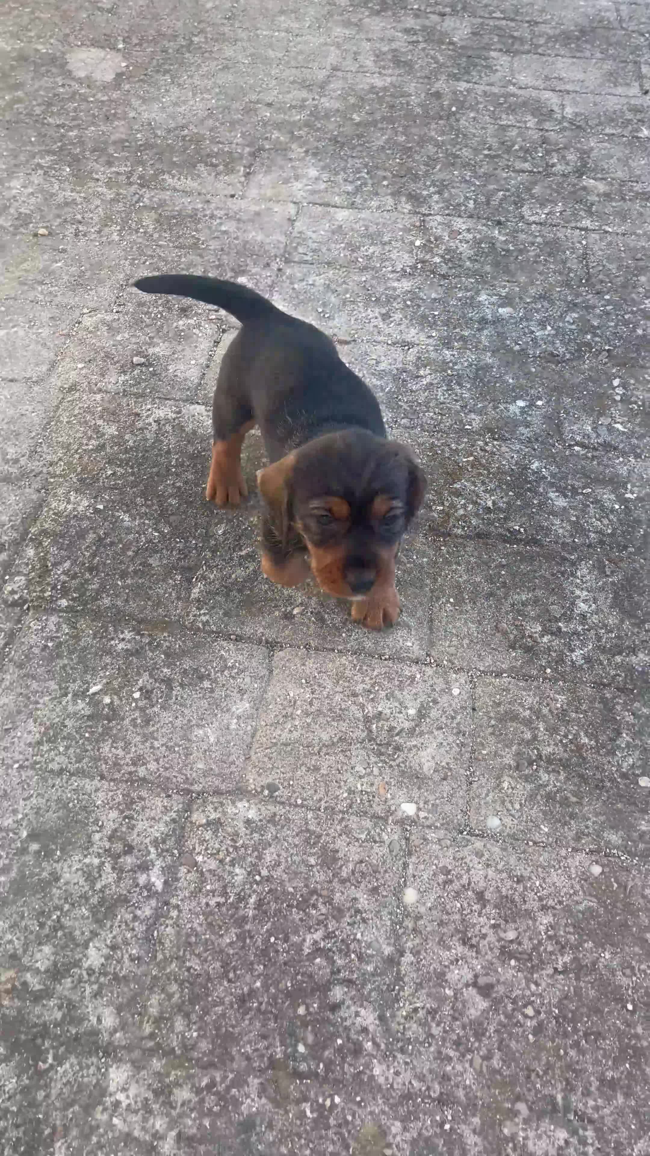 Teckel perros en venta: Teckel - Video 2