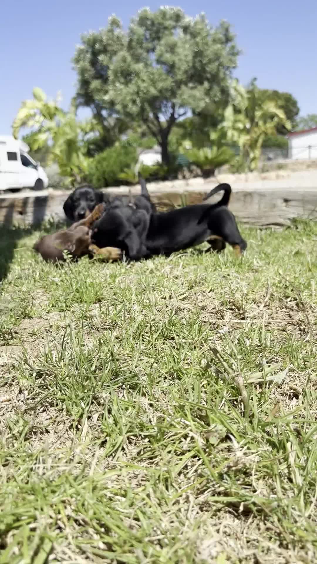 Teckel Miniatura perros en venta: TECKEL MINIATURA - Video 1