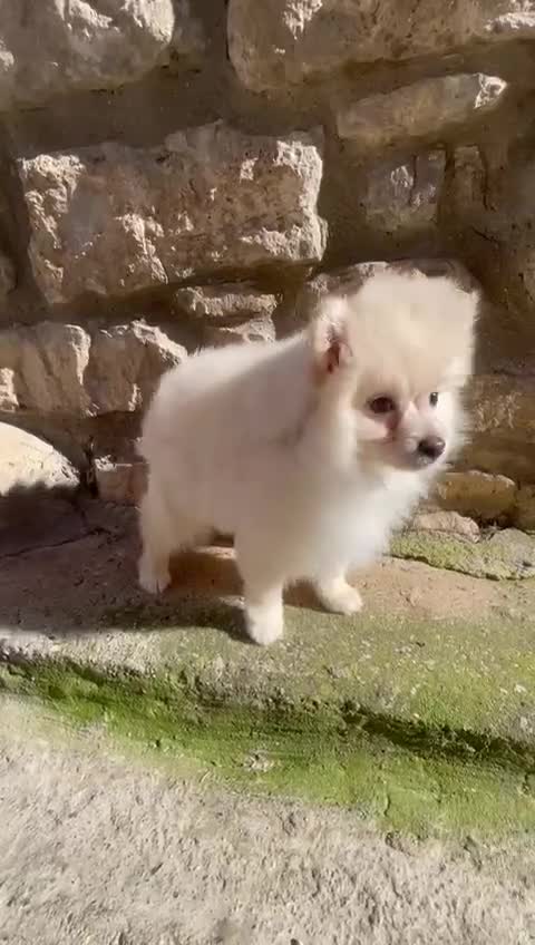 Pomerania perros en venta: Pomerania macho Tricolor toy - Video 1