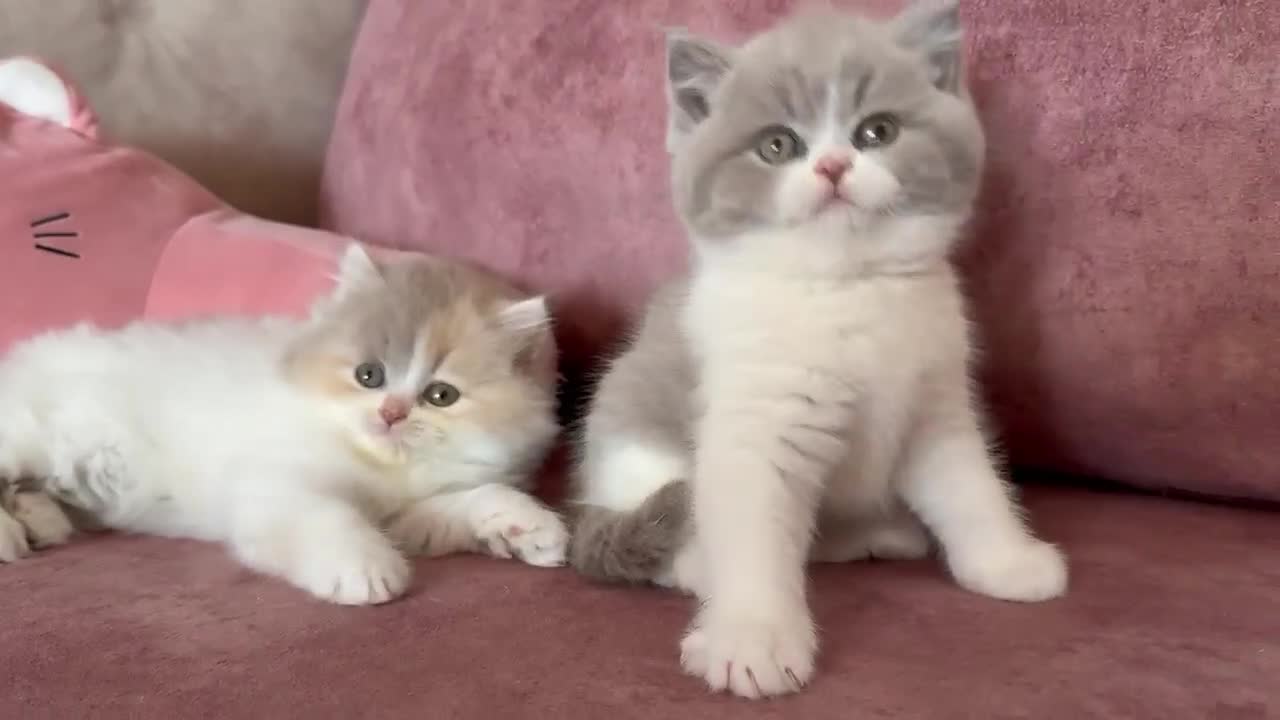 Británico de Pelo Corto gatos en venta: British Shorthair y Longhair – Criadero familiar - Video 2