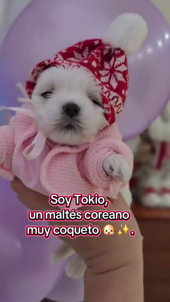 Bichón Maltés perros en venta: Machito Coreano puro Tokio  - Video 1