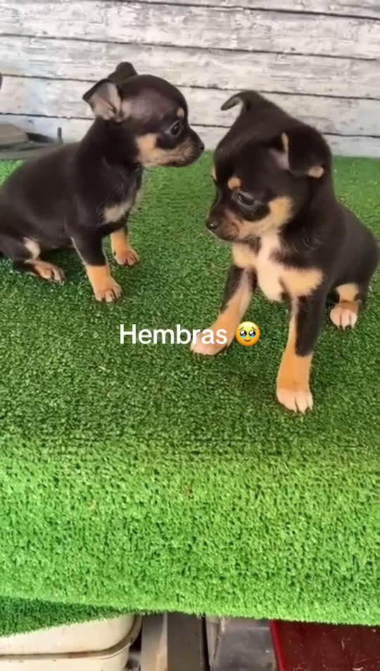 Chihuahua perros en venta: Chihuhuas  - Video 1