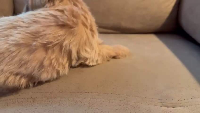 Maltipoo perros en venta: MALTIPOO - Video 1