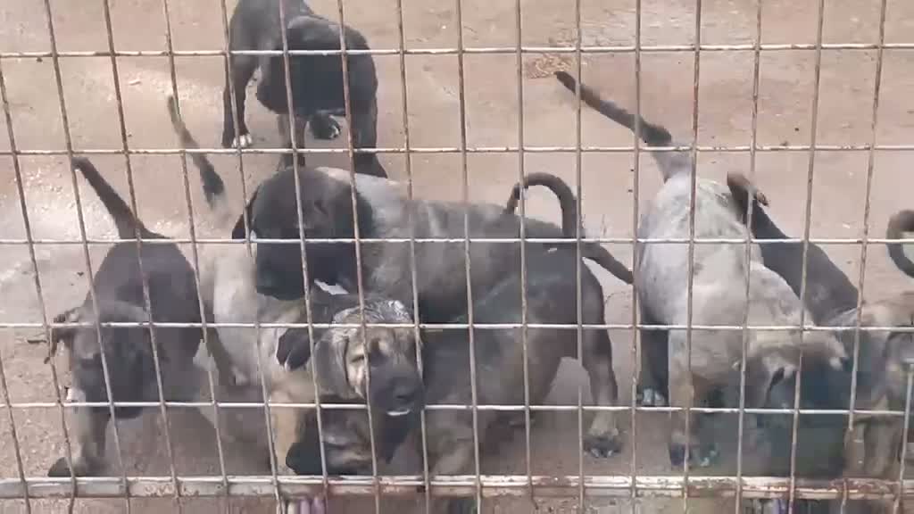 Raza Mixta perros en venta: BANDOG de los HIERROS  - Video 2