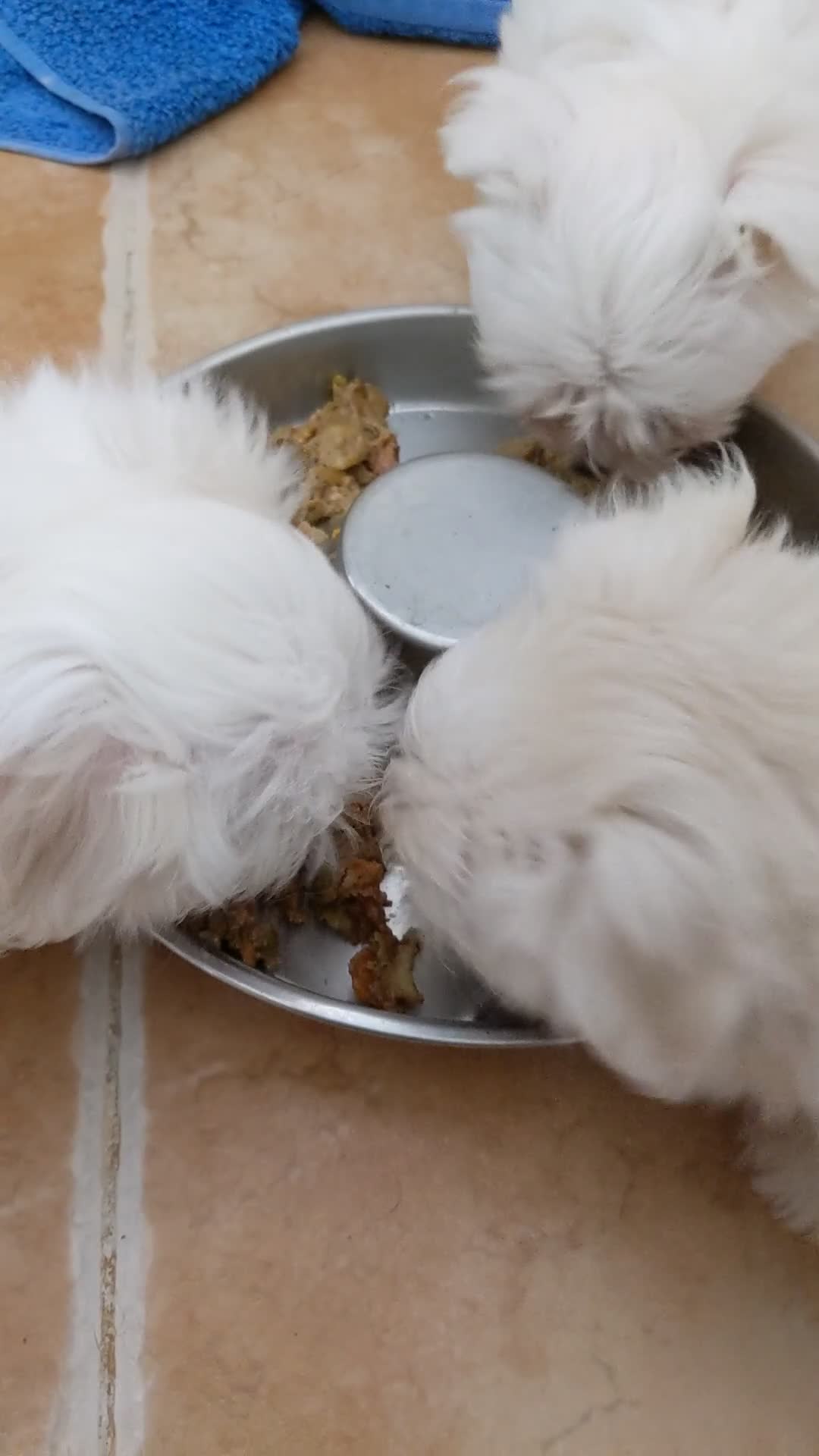 Devon Rex gatos en venta: Preciosos ejemplares de Devon Rex - Video 5