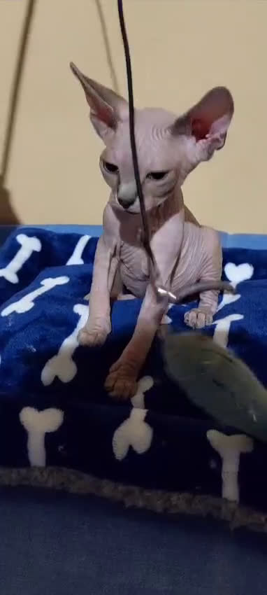 Sphynx gatos en venta: Machito sphynx  - Video 1