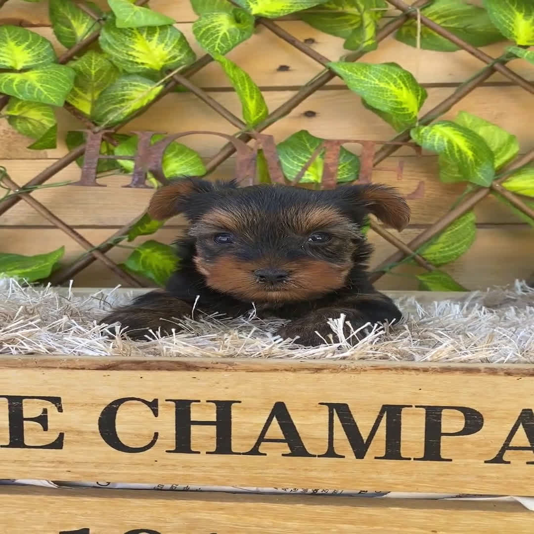Yorkshire Terrier perros en venta: Camada de Ily - Video 2
