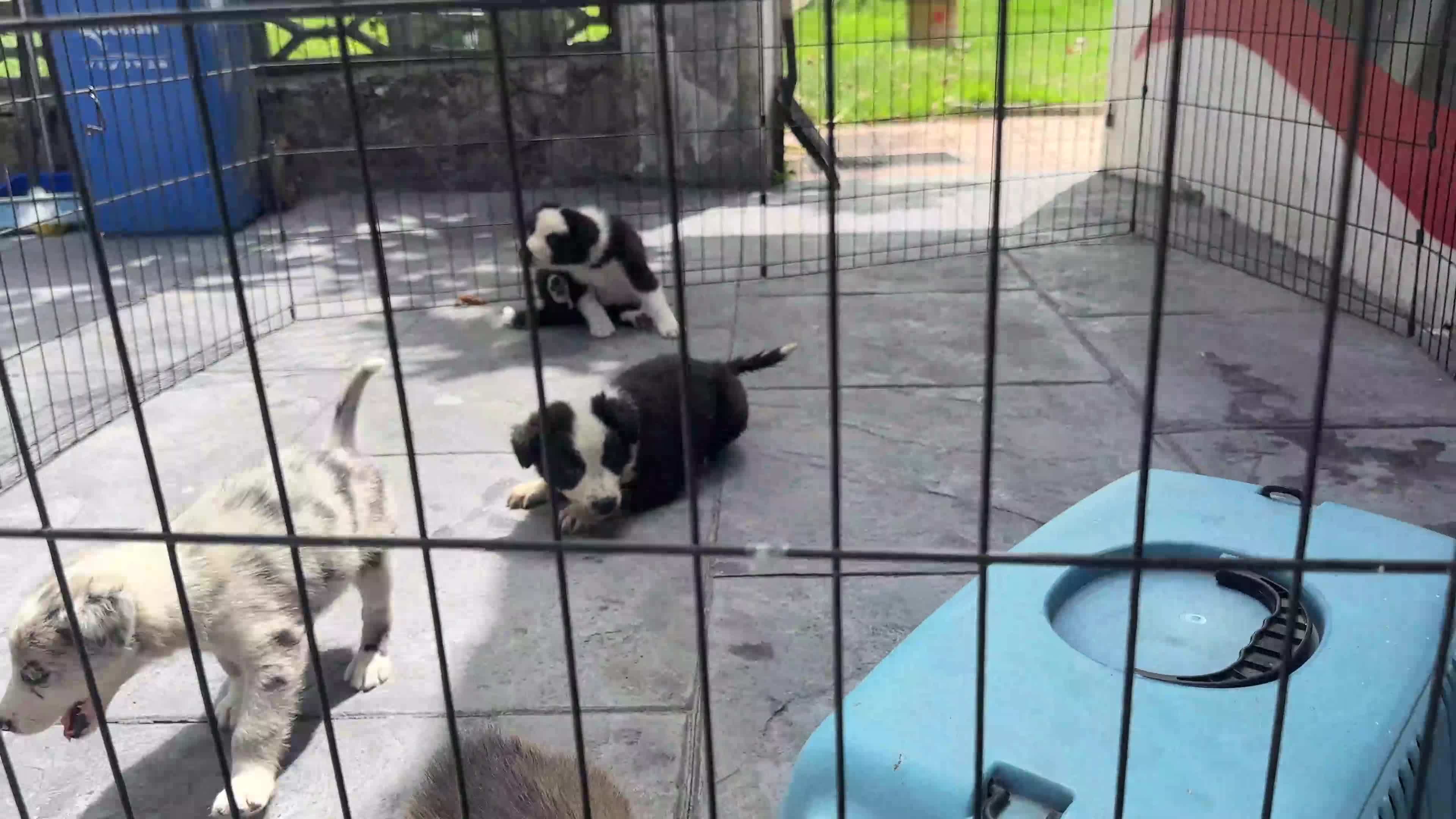 Border Collie perros en venta: Border collie  - Video 2