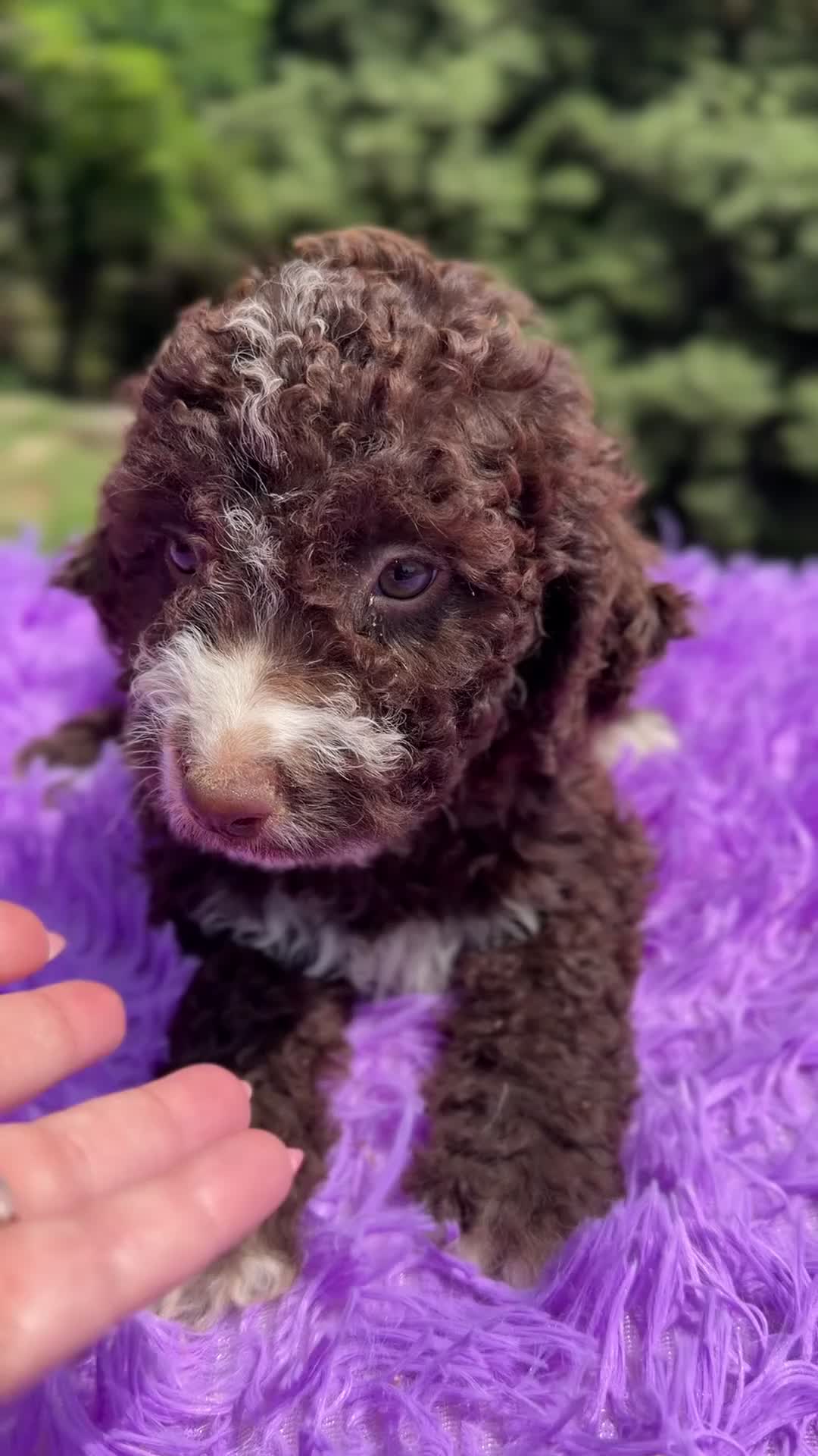 Perro de Agua Español perros en venta: Pdae chocolate hembra  - Video 1