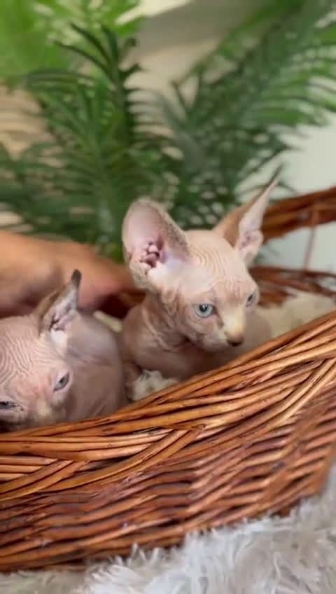 Sphynx gatos en venta: GATITAS SPHYNX - Video 5