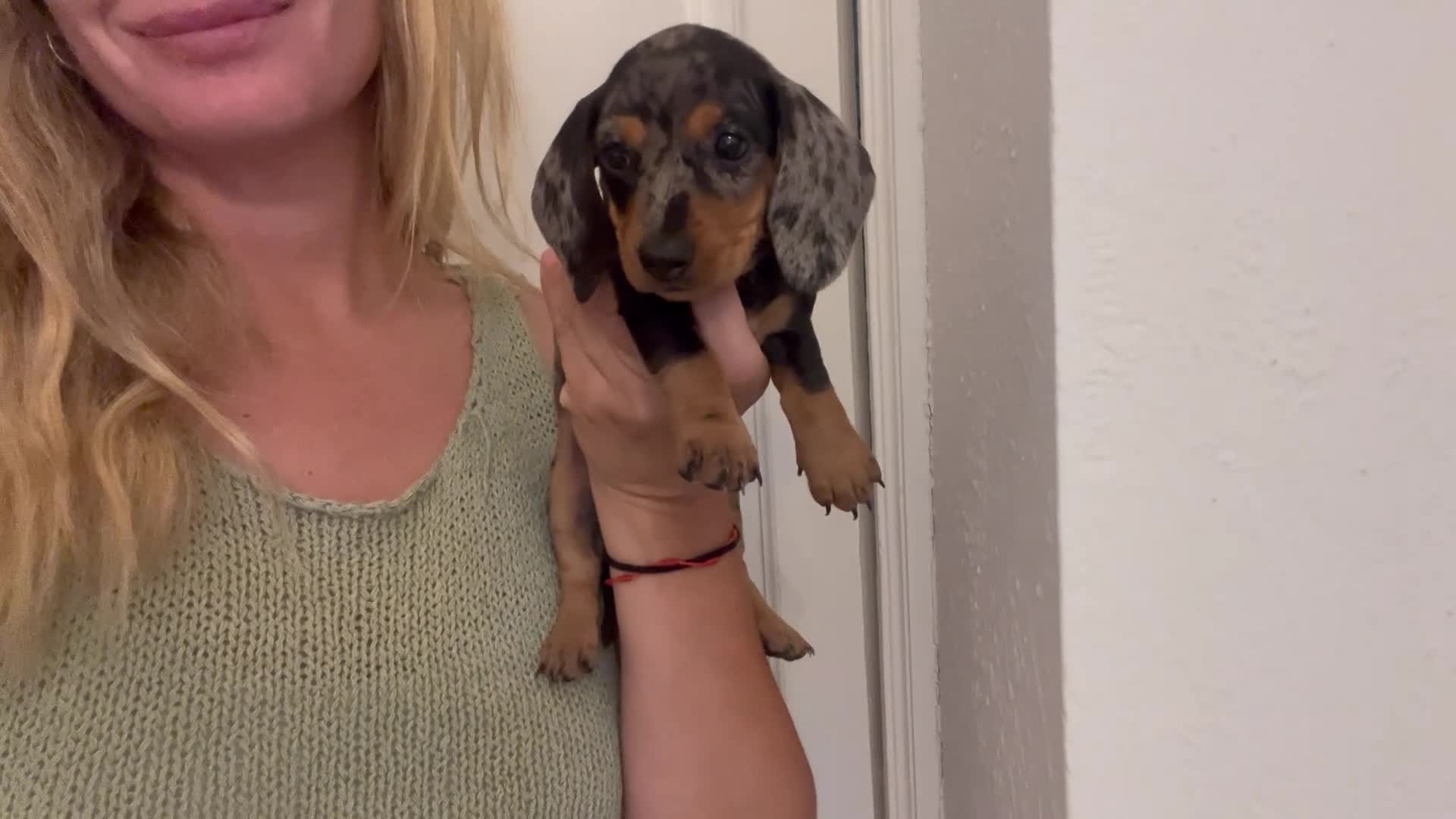 Teckel Miniatura perros en venta: Espectaculares Teckel Kaninchen 601144783 - Video 1
