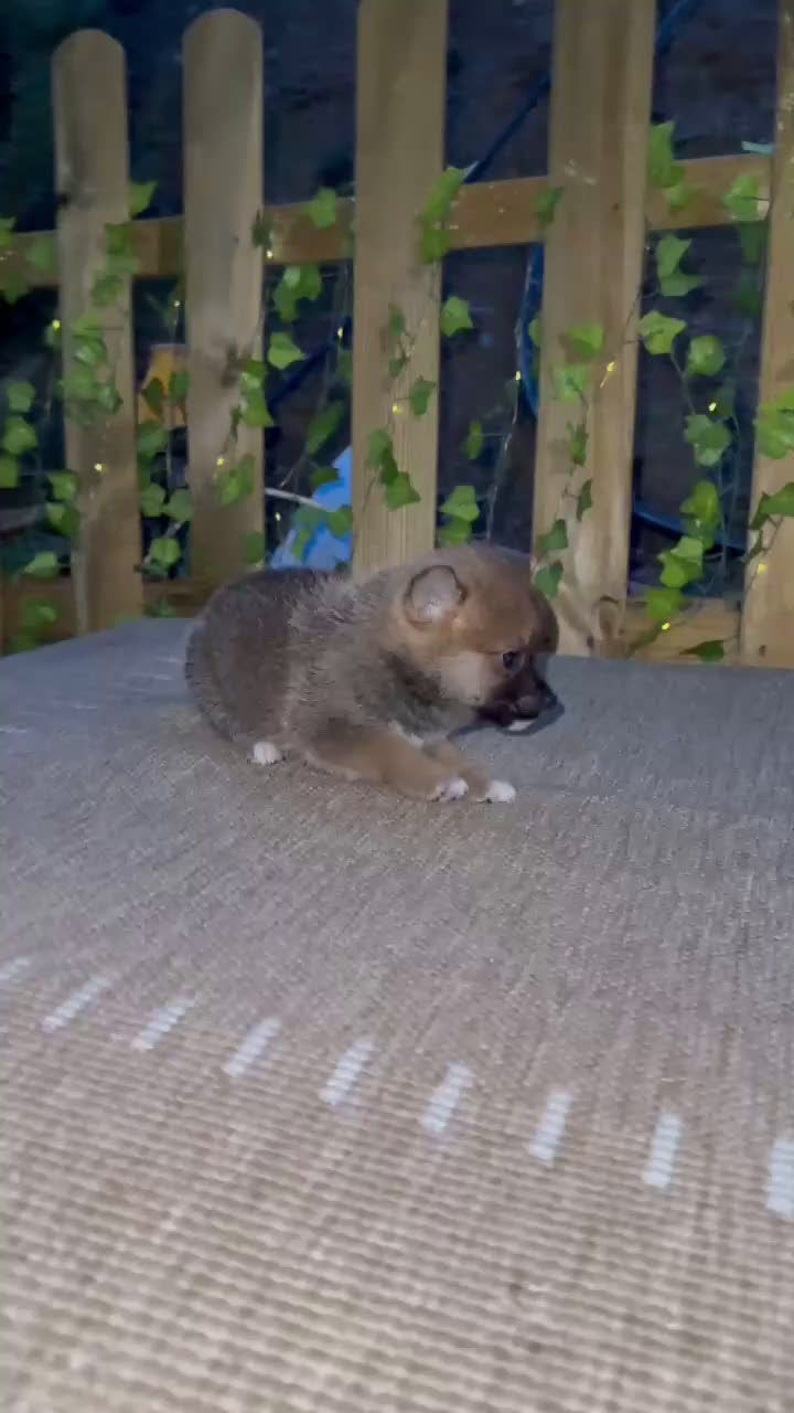 Shiba Inu perros en venta: Preciosos Shiba Inu auténticos  - Video 1