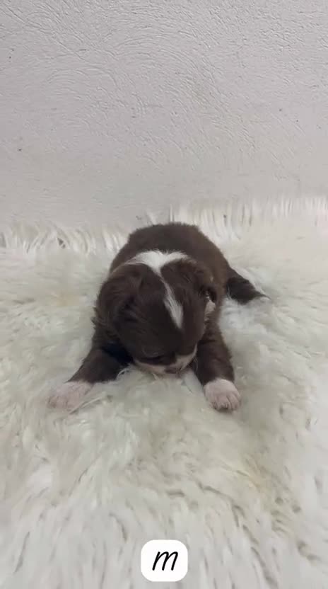 Chihuahua perros en venta: CHIHUAHUA PELO LARGO TOY - Video 1