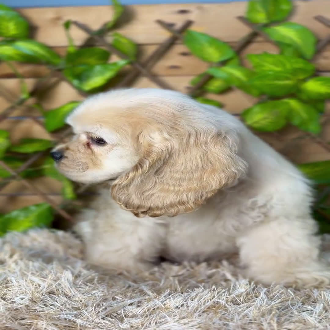 Cocker Spaniel Americano perros en venta: Camada de Blanca  - Video 2