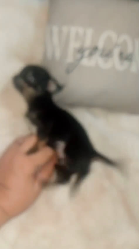 Chihuahua perros en venta: Chihuahua toy de verdad  - Video 1