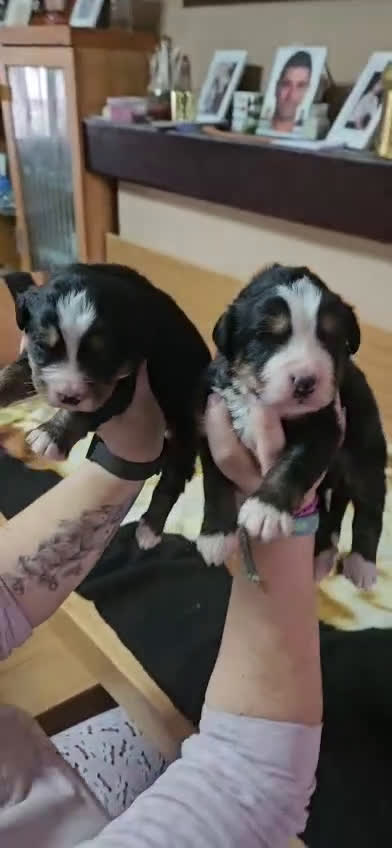 Boyero de Berna perros en venta: Boyeros de Berna bebes preciosos  - Video 4