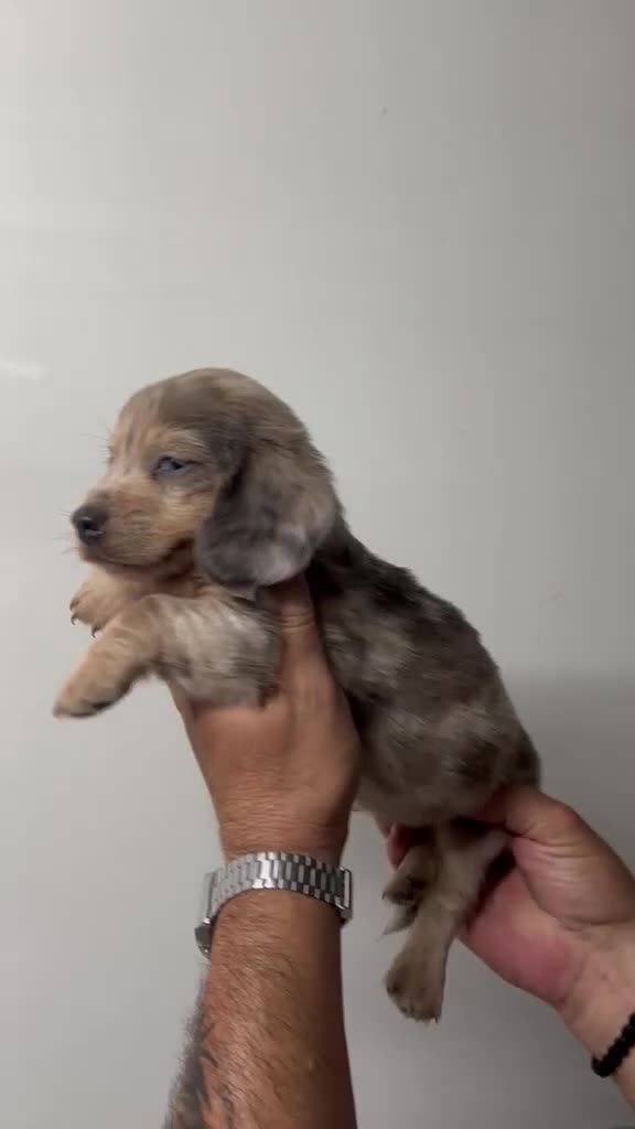 Teckel Miniatura perros en venta: TECKEL PELO LARGO CHOCOLATE ARLEQUIN - Video 1