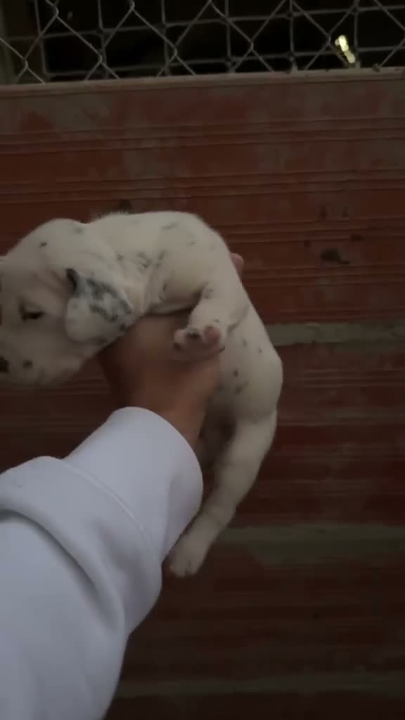 Dálmata perros en venta: Exclusiva Camada Dálmata Pura Raza - Video 2