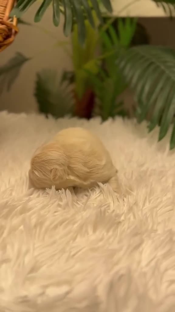 Maltipoo perros en venta: MALTIPOO HEMBRA - Video 1