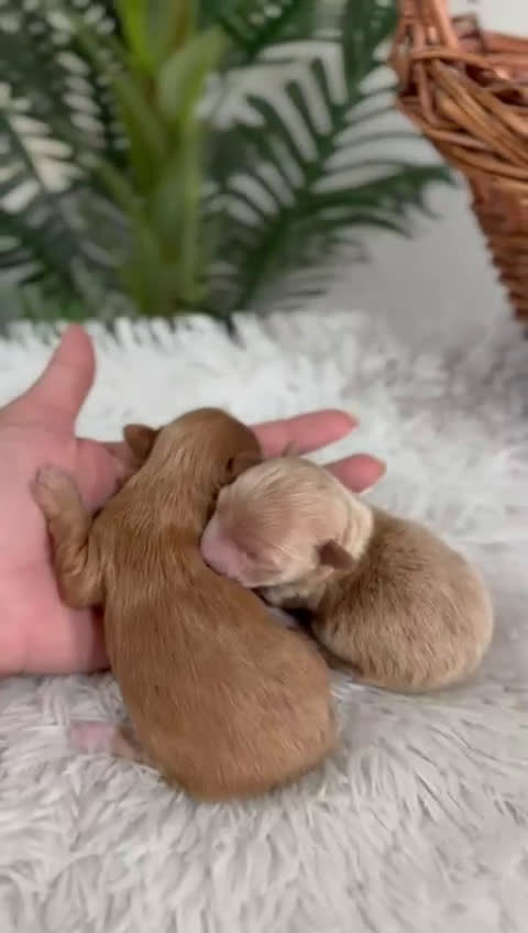 Maltipoo perros en venta: MALTIPOO MACHO - Video 1