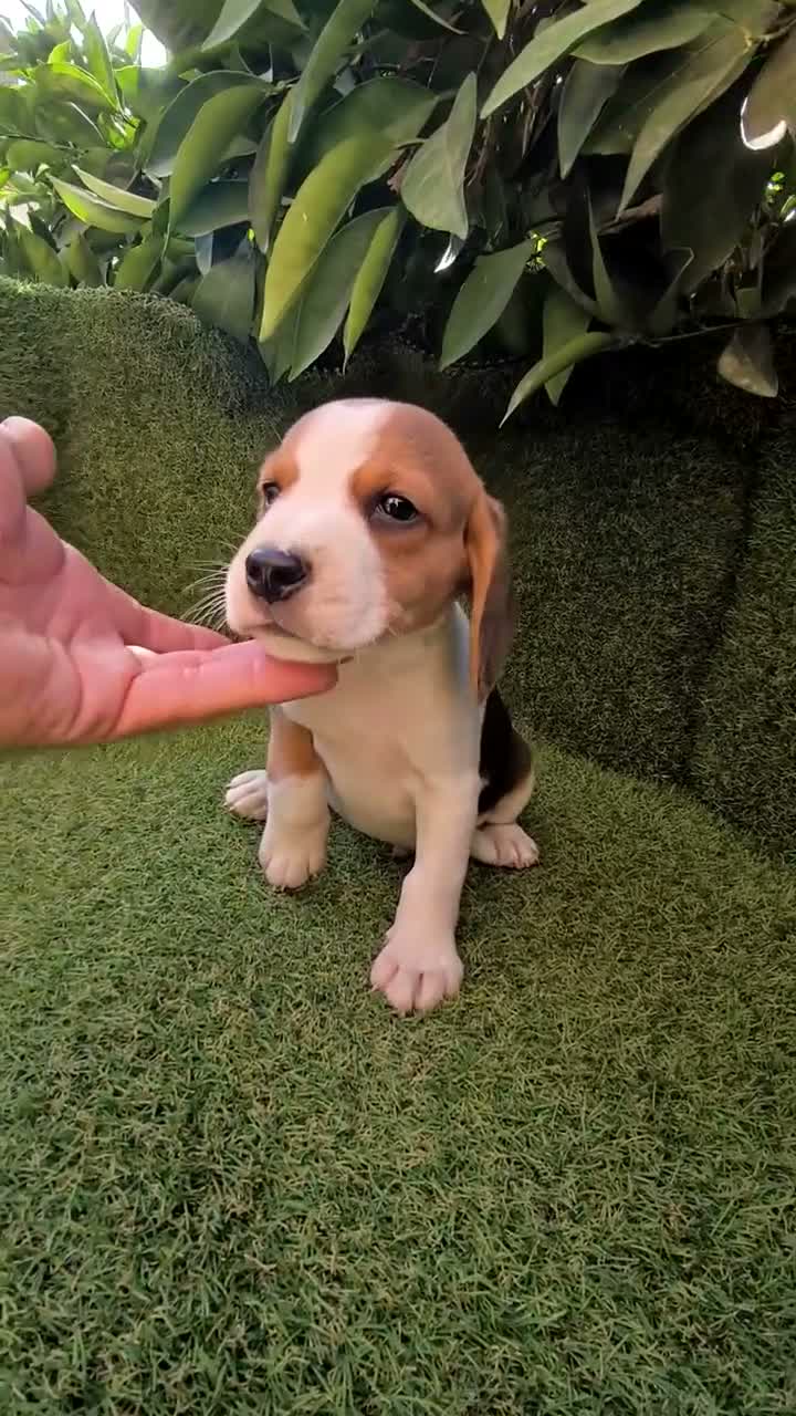 Beagle perros en venta: beagles mini tricolor  - Video 4