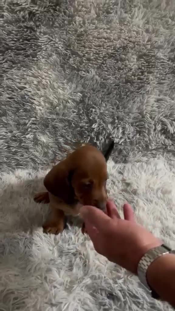 Teckel Miniatura perros en venta: TECKEL MINIATURA CARAMELO - Video 1