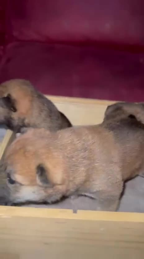 Shiba Inu perros en venta: Shiba Inu rojos bebes espectaculares  - Video 2