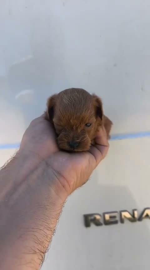 Maltipoo perros en venta: Hembras de maltipoo nacionales - Video 1