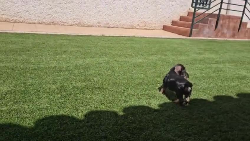 Teckel Miniatura perros en venta: Teckel kanichen pelo duro  - Video 1