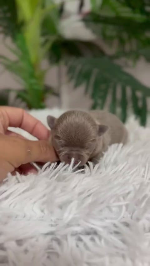 Chihuahua perros en venta: CHIHUAHUA LILAC MACHO - Video 1