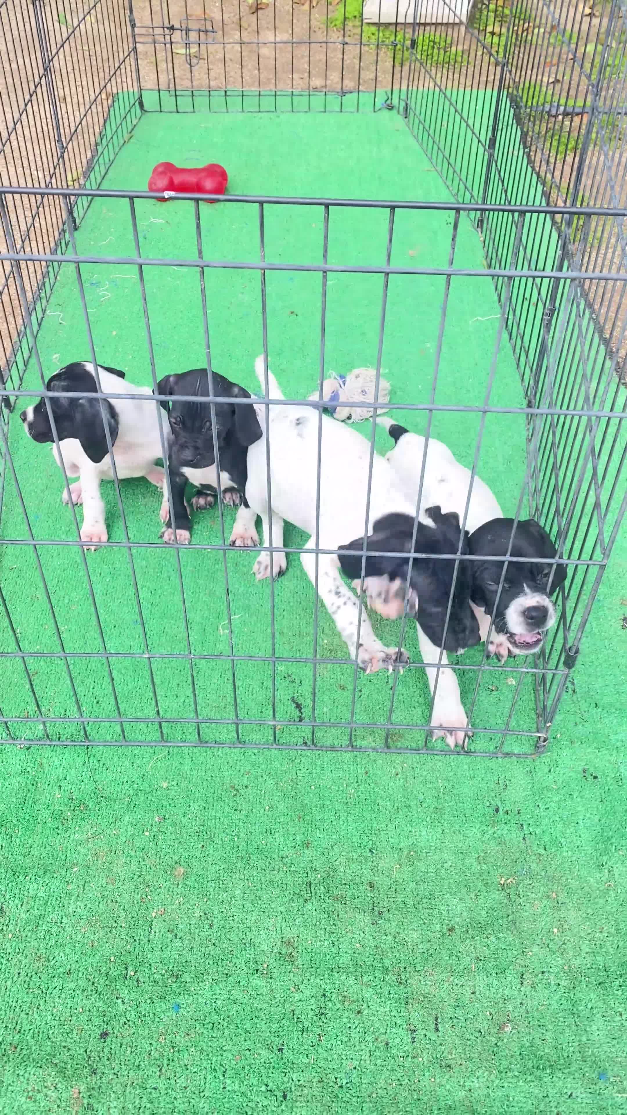 Pointer perros en venta: Para cazadores. Pointer línea italiana de Trabajo. - Video 1