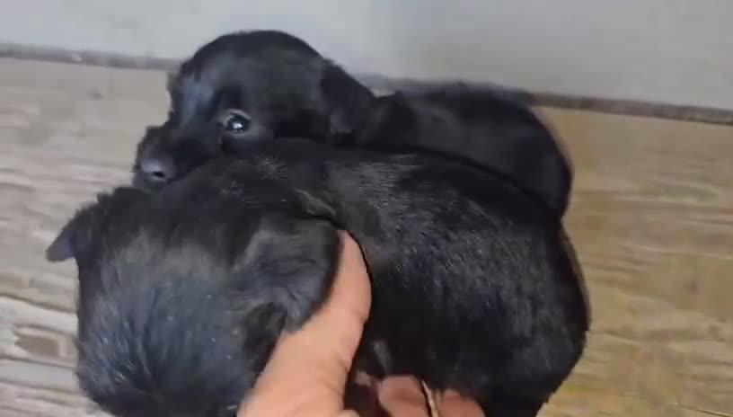 Schnauzer Miniatura perros en venta: Schnauzer mini - Video 1