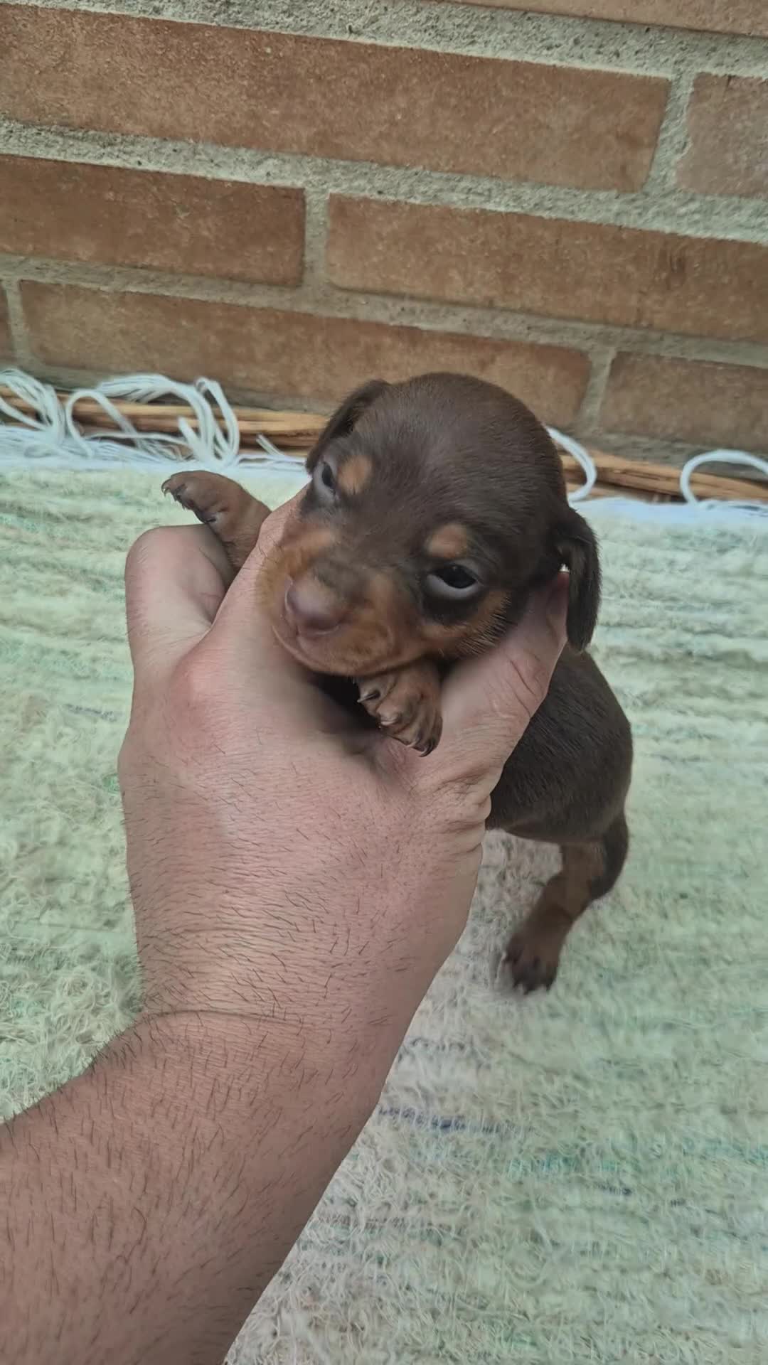 Teckel Miniatura perros en venta: Teckel chocolate  - Video 1