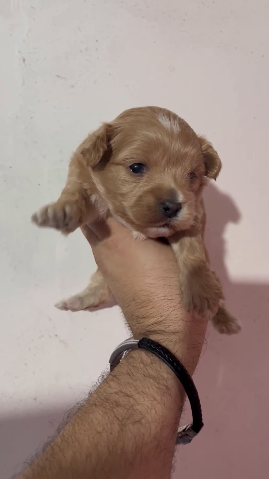 Maltipoo perros en venta: MALTIPOO TOYS Y MINI TOYS en Alicante - Video 2