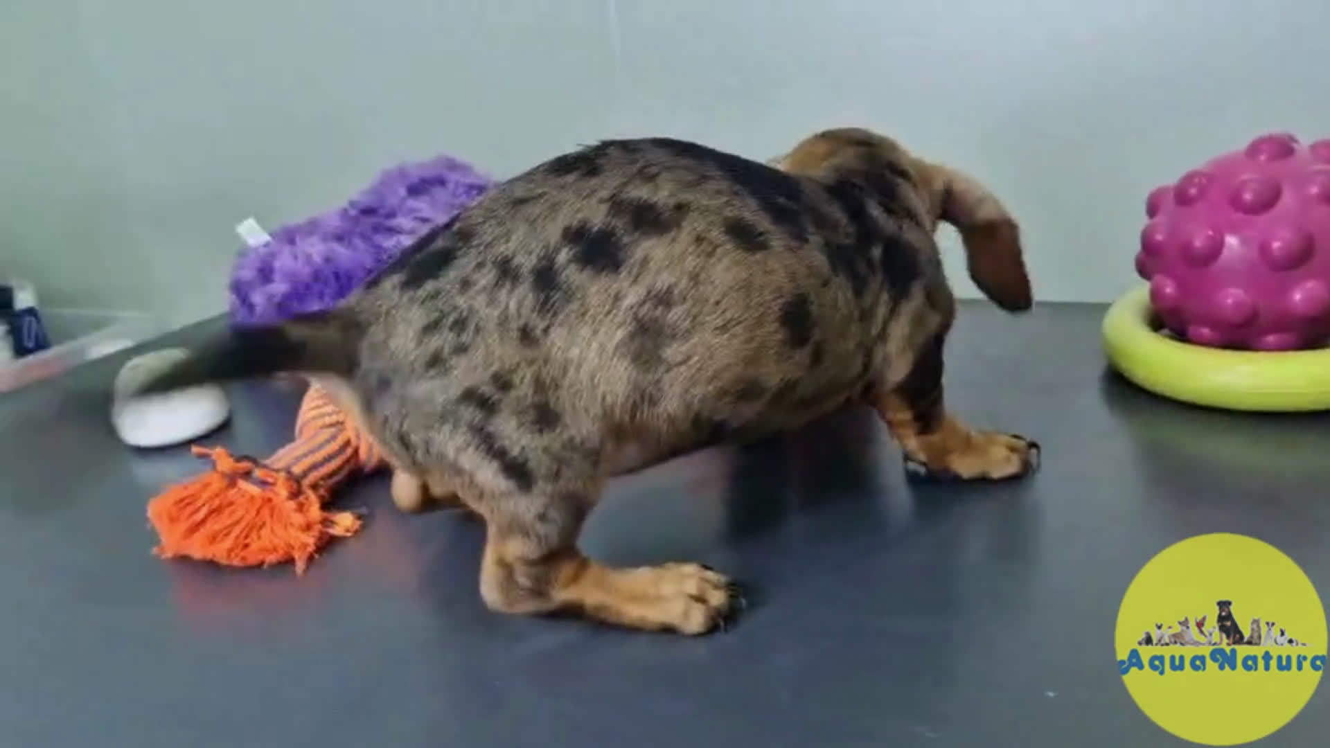 Teckel Miniatura perros en venta: Teckel Hembra 4459 AQUANATURA - Video 1