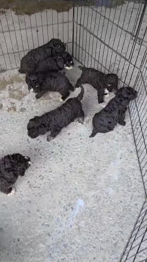 Perro de Agua Español perros en venta: ESPECTACULAR CAMADA DE PERRO DE AGUAS en Madrid - Video 5