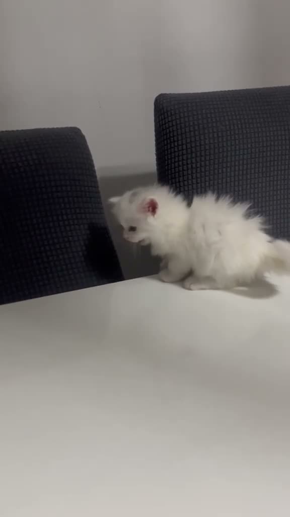 Persa gatos en venta: Gatos persas  - Video 1