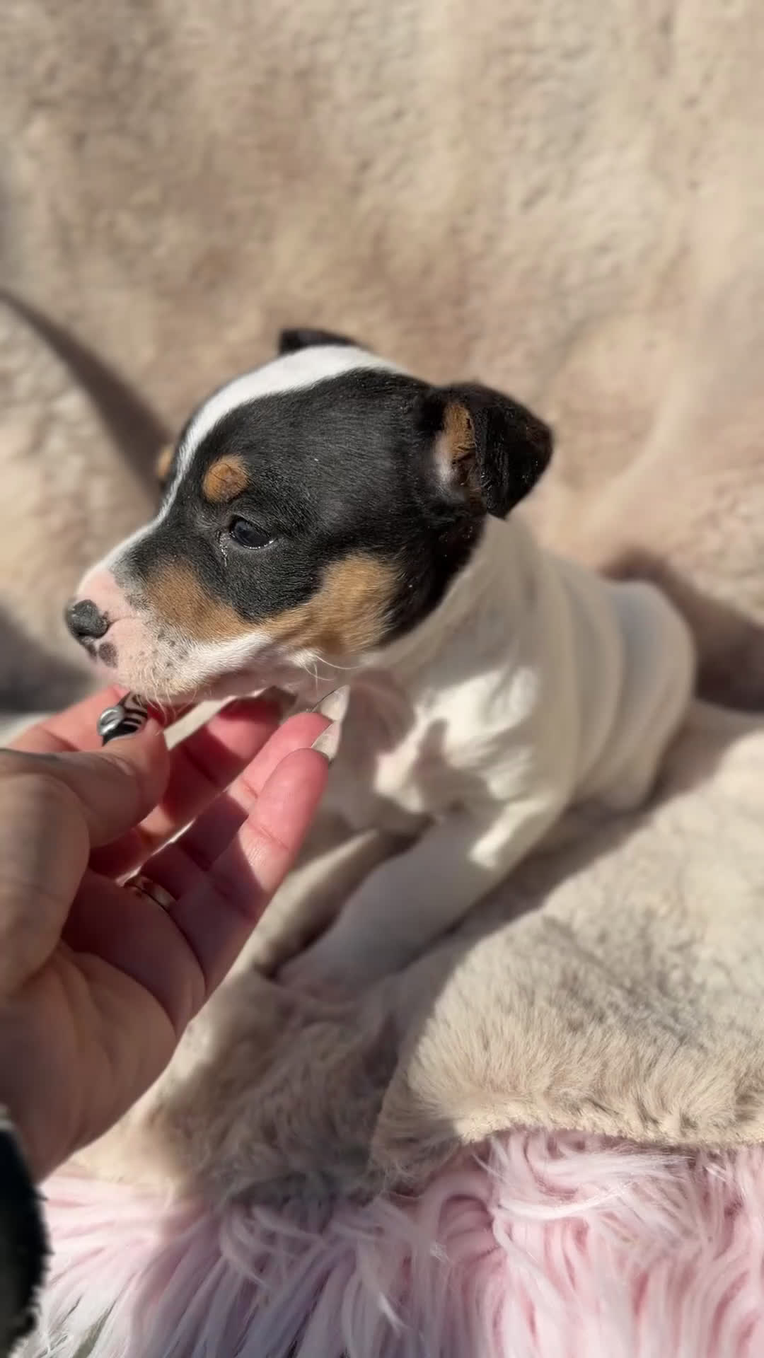 Ratonero Bodeguero Andaluz perros en venta: Bodeguero andaluz macho  - Video 1