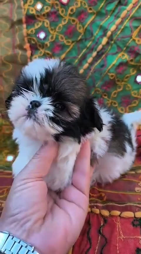 Shih Tzu perros en venta: Shihtzu - Video 2