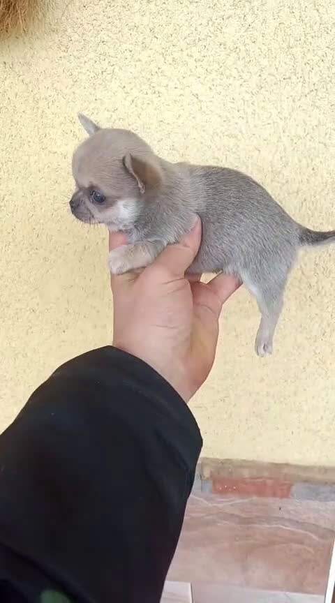 Chihuahua perros en venta: Chihuhua hembra  - Video 1