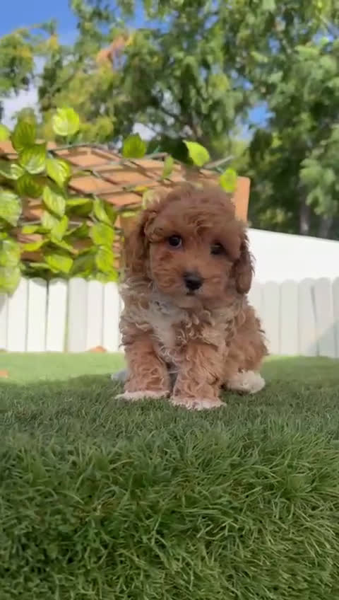 Raza Mixta perros en venta: CANICHE MACHO - Video 2